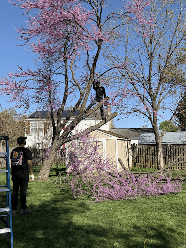 Tree trimming work in progress