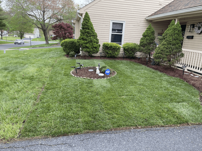 Front lawn after fresh grass installation